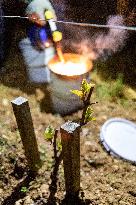 Candles In The Côte D'or Vineyards To Combat Frost