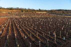 Candles In The Côte D'or Vineyards To Combat Frost