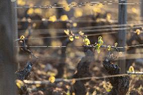 Candles In The Côte D'or Vineyards To Combat Frost