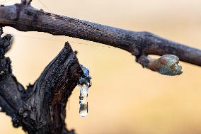 Candles In The Côte D'or Vineyards To Combat Frost