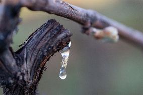 Candles In The Côte D'or Vineyards To Combat Frost