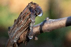 Candles In The Côte D'or Vineyards To Combat Frost