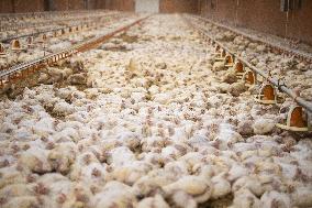 L214 Reveals Images Of A Chicken Farm Wants To Expand - Pas-De-Calais