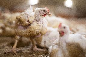L214 Reveals Images Of A Chicken Farm Wants To Expand - Pas-De-Calais