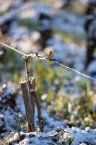 Candles In The Côte D'or Vineyards To Combat Frost