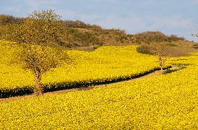 Yellow Blooming Colza - Aude