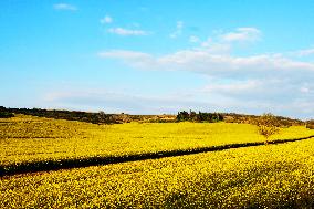 Yellow Blooming Colza - Aude