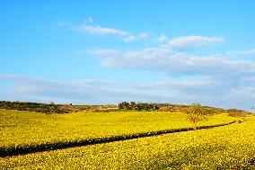 Yellow Blooming Colza - Aude