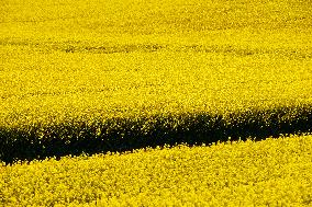 Yellow Blooming Colza - Aude