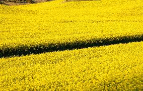 Yellow Blooming Colza - Aude