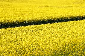 Yellow Blooming Colza - Aude