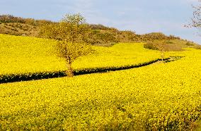 Yellow Blooming Colza - Aude