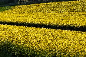 Yellow Blooming Colza - Aude