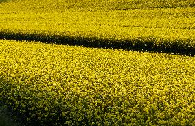 Yellow Blooming Colza - Aude