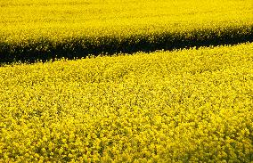 Yellow Blooming Colza - Aude