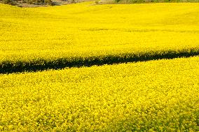 Yellow Blooming Colza - Aude