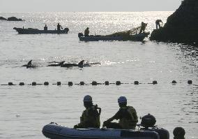 Dolphin hunt in western Japan town