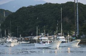 Dolphin hunt in western Japan town