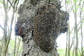 Bee Keeper Sweeping A Bee Swarm - France