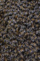 Bee Keeper Sweeping A Bee Swarm - France