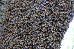 Bee Keeper Sweeping A Bee Swarm - France