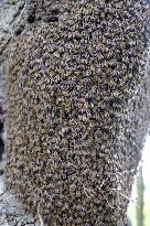 Bee Keeper Sweeping A Bee Swarm - France