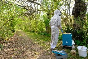 Bee Keeper Sweeping A Bee Swarm - France