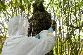 Bee Keeper Sweeping A Bee Swarm - France