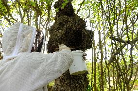 Bee Keeper Sweeping A Bee Swarm - France