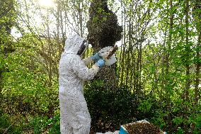 Bee Keeper Sweeping A Bee Swarm - France