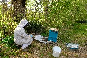 Bee Keeper Sweeping A Bee Swarm - France