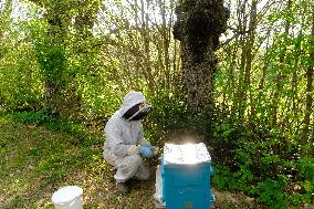 Bee Keeper Sweeping A Bee Swarm - France