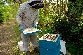 Bee Keeper Sweeping A Bee Swarm - France