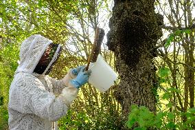 Bee Keeper Sweeping A Bee Swarm - France