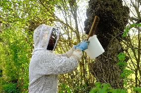 Bee Keeper Sweeping A Bee Swarm - France