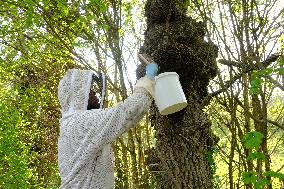 Bee Keeper Sweeping A Bee Swarm - France