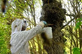 Bee Keeper Sweeping A Bee Swarm - France