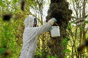 Bee Keeper Sweeping A Bee Swarm - France