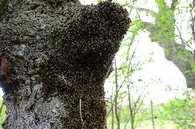 Bee Keeper Sweeping A Bee Swarm - France