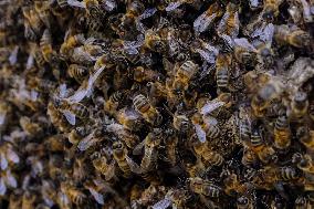 Bee Keeper Sweeping A Bee Swarm - France