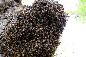 Bee Keeper Sweeping A Bee Swarm - France