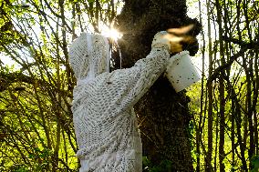 Bee Keeper Sweeping A Bee Swarm - France