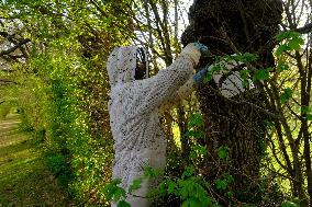 Bee Keeper Sweeping A Bee Swarm - France