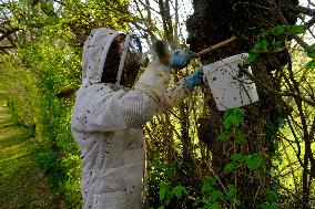 Bee Keeper Sweeping A Bee Swarm - France