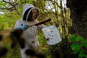 Bee Keeper Sweeping A Bee Swarm - France