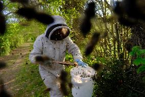 Bee Keeper Sweeping A Bee Swarm - France