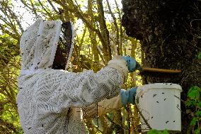 Bee Keeper Sweeping A Bee Swarm - France