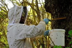 Bee Keeper Sweeping A Bee Swarm - France