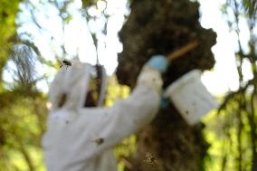 Bee Keeper Sweeping A Bee Swarm - France