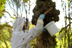 Bee Keeper Sweeping A Bee Swarm - France